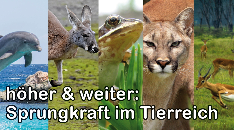 Sprungkraft - Tierreich - Tierwissen - Tiere - Tierlexikon - Freunde Hauptstadtzoos