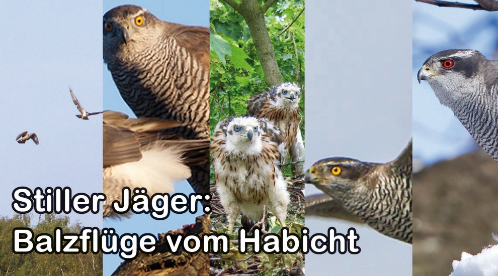 alt-"Balzflüge Habicht - Tierreich - Tierwissen - Tiere - Tierlexikon - Freunde Hauptstadtzoos"