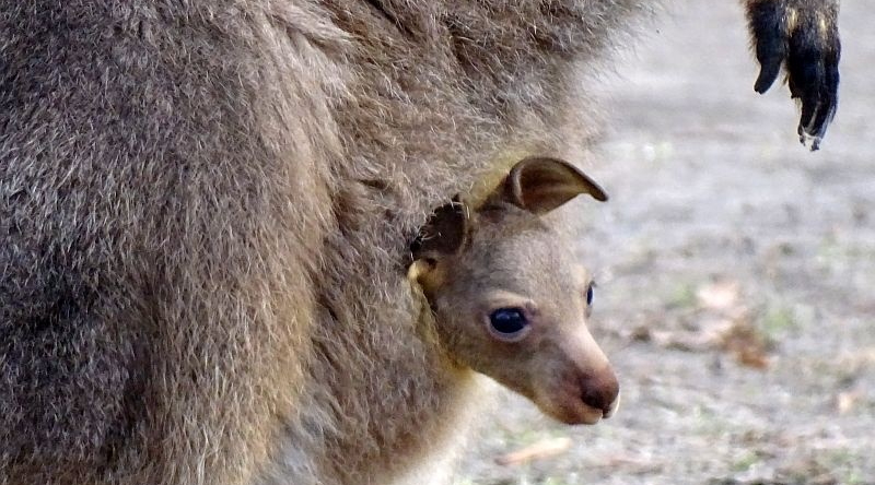 Tasmanisches Graues Riesenkänguru - Aktuelles Tierpark Berlin und Zoo Berlin - Freunde Hauptstadtzoos - Förderverein