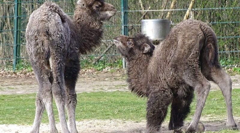 Trampeltier - Aktuelles Tierpark Berlin und Zoo Berlin - Freunde Hauptstadtzoos - Förderverein