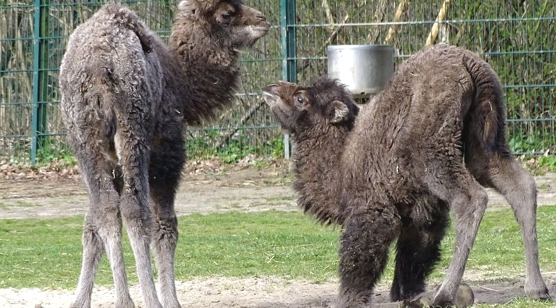 Trampeltier -  Aktuelles Tierpark Berlin und Zoo Berlin - Freunde Hauptstadtzoos - Förderverein