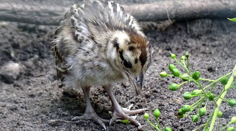 Wallichfasan - Aktuelles Tierpark Berlin und Zoo Berlin - Freunde Hauptstadtzoos - Förderverein