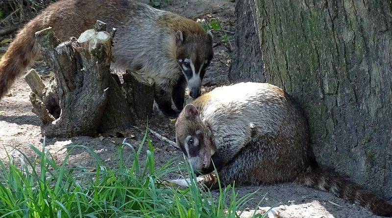 alt-"Weißrüssel-Nasenbär - Aktuelles Tierpark Berlin und Zoo Berlin - Freunde Hauptstadtzoos - Förderverein"
