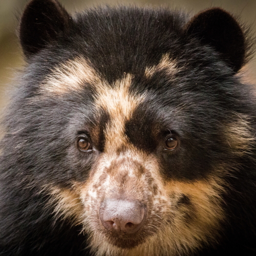 Brillenbär Artenschutzprojekt Freunde der Hauptstadtzoos freunde