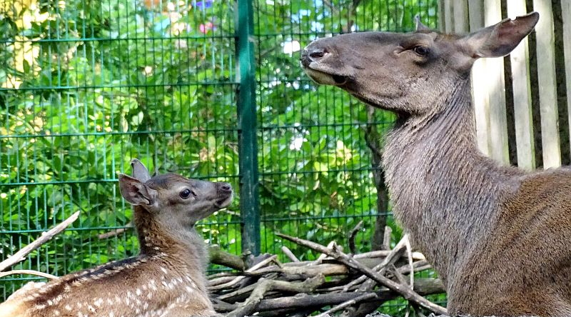 Jungtier bei den Altai-Marale im Tierpark Berlin - Freunde Hauptstadtzoos