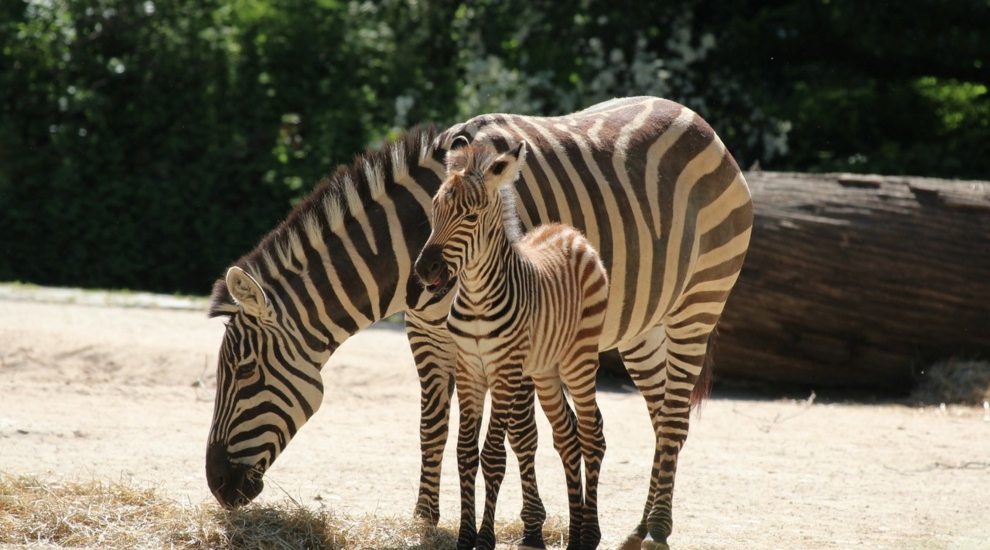 Böhm-Zebra - Jungtier - Fohlen - Zoo Berlin - Aktuelles - Freunde Hauptstadtzoos - Förderverein