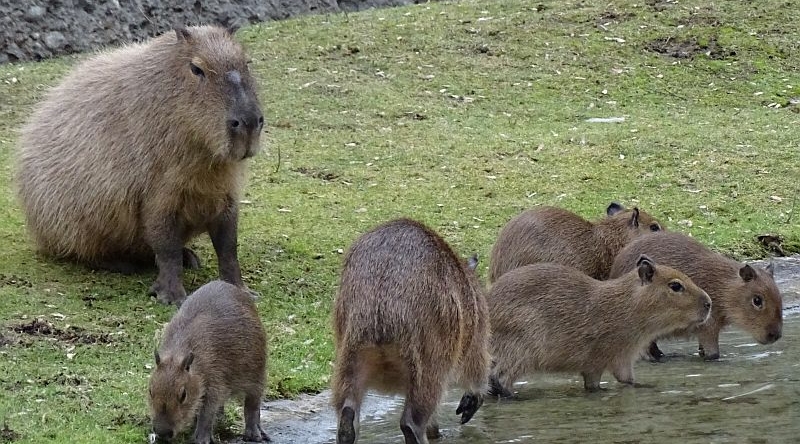 alt-"Wasserschwein - Capybara -  Aktuelles Tierpark Berlin und Zoo Berlin - Freunde Hauptstadtzoos - Förderverein"