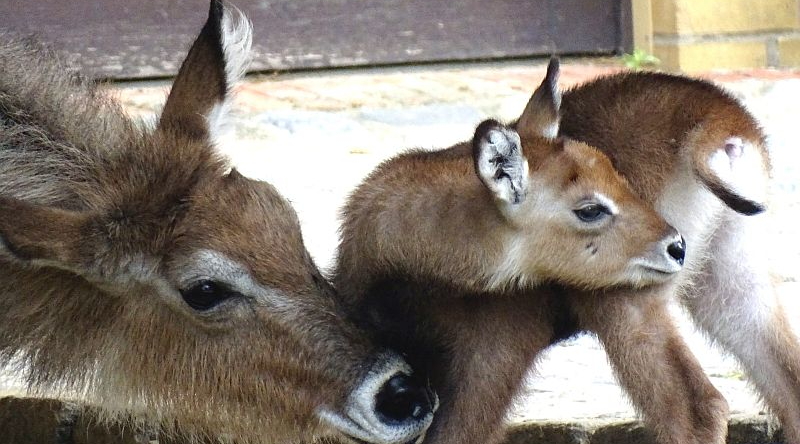 Defassa-Wasserbock - Jungtier - Aktuelles Tierpark Berlin und Zoo Berlin - Freunde Hauptstadtzoos - Förderverein