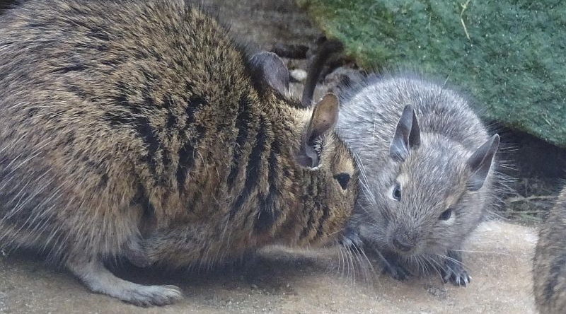 Degu -  Aktuelles Tierpark Berlin und Zoo Berlin - Freunde Hauptstadtzoos - Förderverein