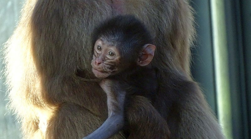 Dschelada - Aktuelles Tierpark Berlin und Zoo Berlin - Freunde Hauptstadtzoos - Förderverein
