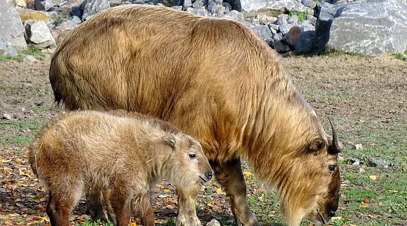 Goldtakin - Aktuelles Tierpark Berlin und Zoo Berlin - Freunde Hauptstadtzoos - Förderverein