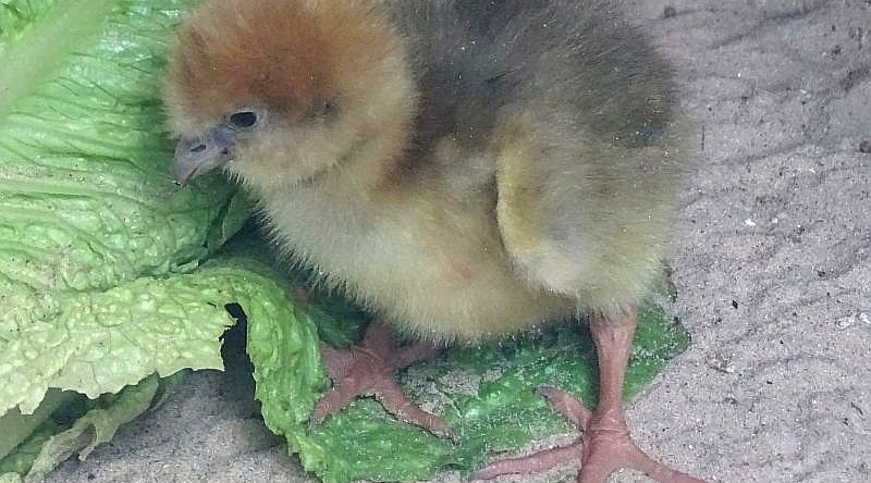 alt-"Halsband-Wehrvogel-Küken - Aktuelles Tierpark Berlin und Zoo Berlin - Freunde Hauptstadtzoos - Förderverein"