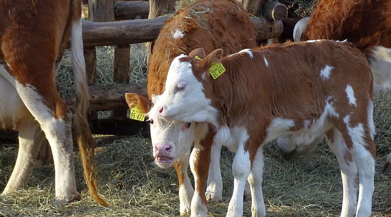 Hinderwälder Kälber im Zoo Berlin
