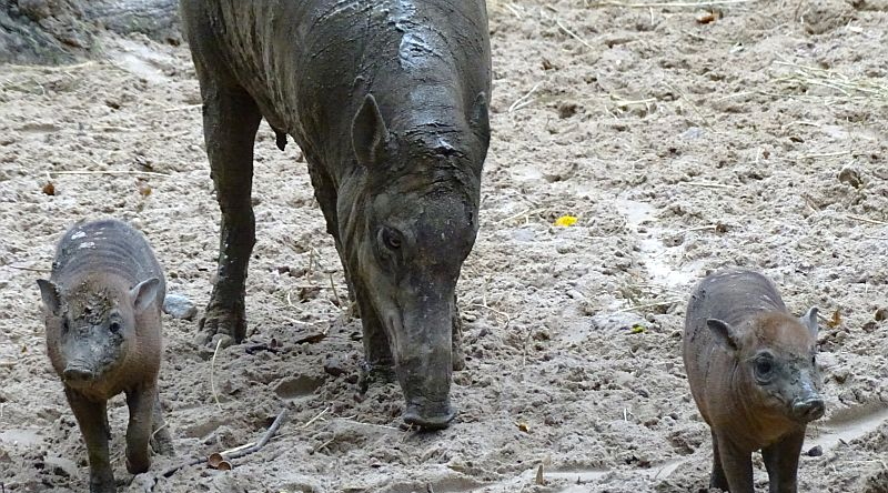 Weiblicher Hirscheber mit Jungtier im Zoo Berlin