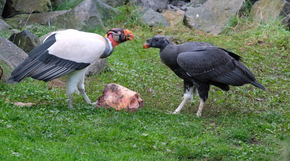 Königsgeier - Jungvogel - Aktuelles Tierpark Berlin und Zoo Berlin - Freunde Hauptstadtzoos - Förderverein