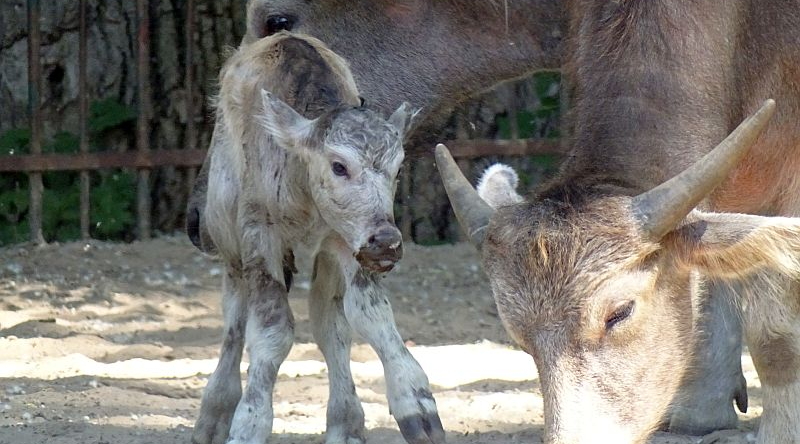 alt-"Kerabau - Jungtier - Aktuelles Tierpark Berlin und Zoo Berlin - Freunde Hauptstadtzoos - Förderverein"