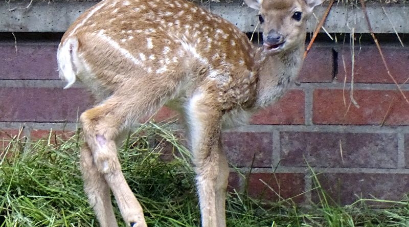 Mesopotamischer Damhirsch - Jungtier - Tierpark Berlin - Aktuelles - Freunde Hauptstadtzoos - Förderverein