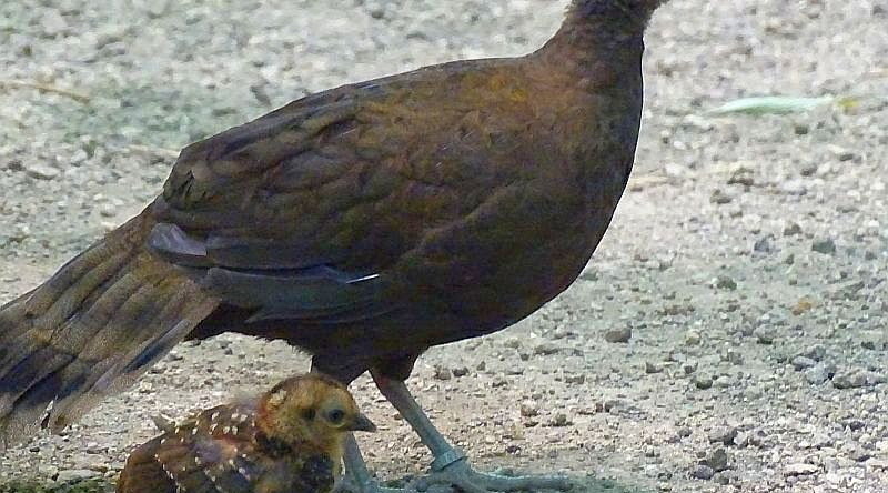 Palawan-Pfaufasan - Aktuelles Tierpark Berlin und Zoo Berlin - Freunde Hauptstadtzoos - Förderverein