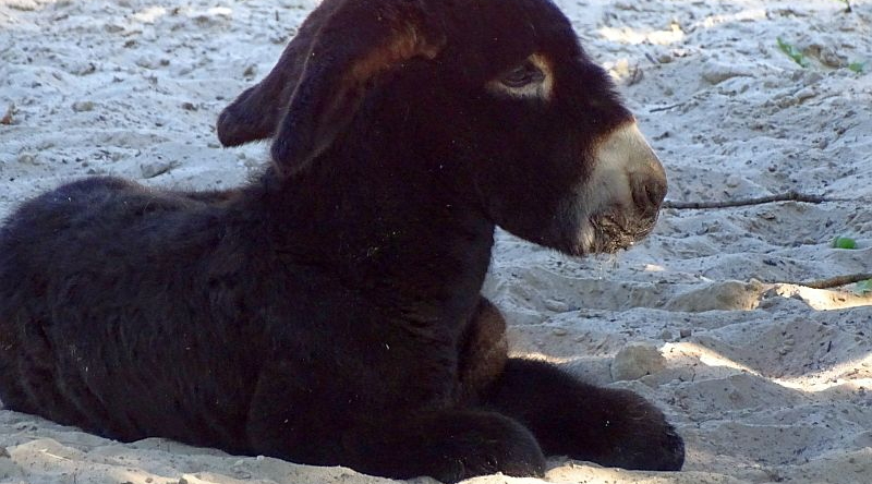 Junger Poitou-Esel liegend im Tierpark Berlin.