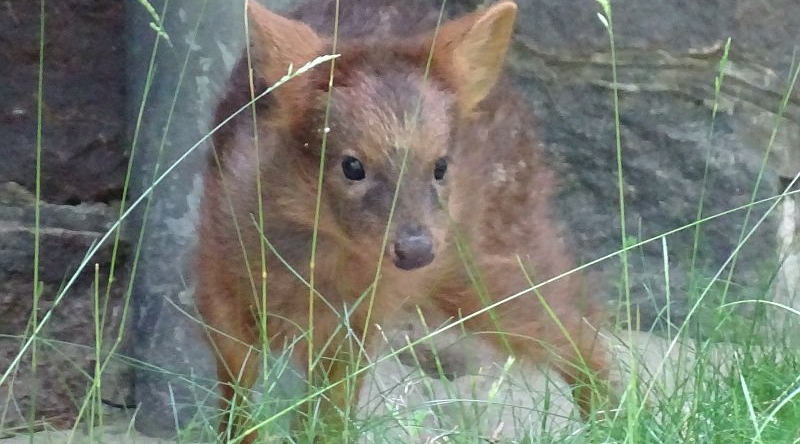 Südlicher Pudu - Aktuelles Tierpark Berlin und Zoo Berlin - Freunde Hauptstadtzoos - Förderverein