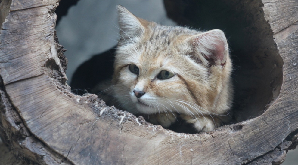 Sandkatze - Zoo Berlin - Aktuelles - Freunde Hauptstadtzoos