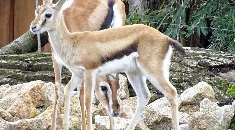 alt-"Thomsongazelle-Jungtier - Aktuelles Tierpark Berlin und Zoo Berlin - Freunde Hauptstadtzoos - Förderverein"