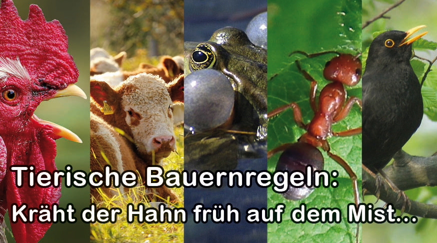 alt- Bauernregeln - Tierreich - Tierwissen - Tiere - Tierlexikon - Freunde Hauptstadtzoos