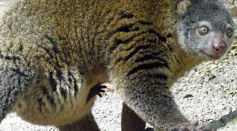 Bärenkuskus - Aktuelles Tierpark Berlin und Zoo Berlin - Freunde Hauptstadtzoos - Förderverein
