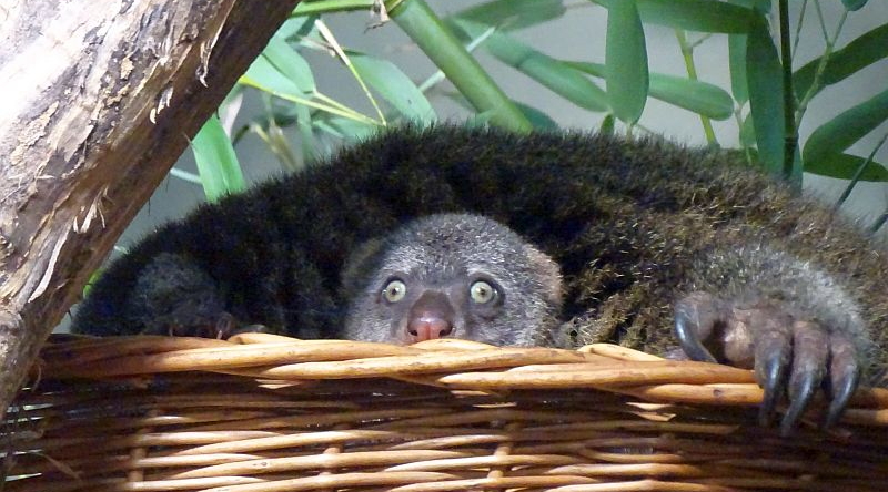 alt-"Bärenkuskus - Aktuelles Tierpark Berlin und Zoo Berlin - Freunde Hauptstadtzoos - Förderverein"