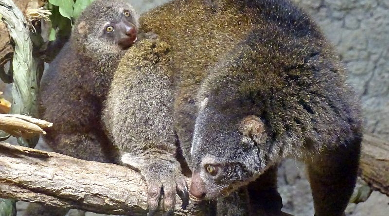 Bärenkuskus- Aktuelles Tierpark Berlin und Zoo Berlin - Freunde Hauptstadtzoos - Förderverein