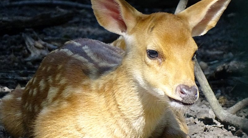 alt-"Barasingha - Zackenhirsch - Aktuelles Tierpark Berlin und Zoo Berlin - Freunde Hauptstadtzoos - Förderverein"