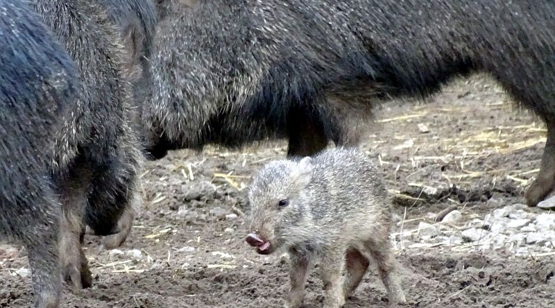 Chaco-Pekari - Aktuelles Tierpark Berlin und Zoo Berlin - Freunde Hauptstadtzoos - Förderverein