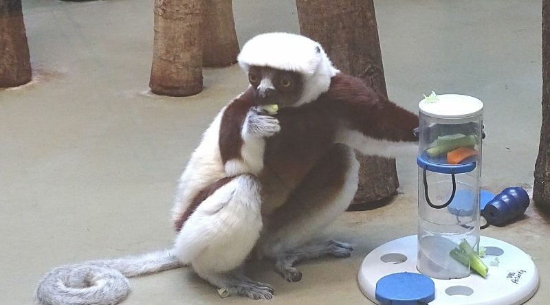 Coquerel-Sifaka - Tierbeschäftigung -  Aktuelles Tierpark Berlin und Zoo Berlin - Freunde Hauptstadtzoos - Förderverein