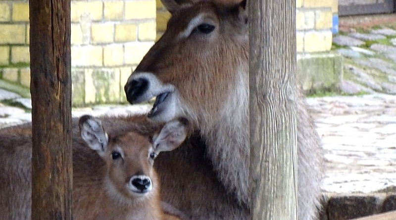 Defassa-Wasserbock - Aktuelles Tierpark Berlin und Zoo Berlin - Freunde Hauptstadtzoos - Förderverein