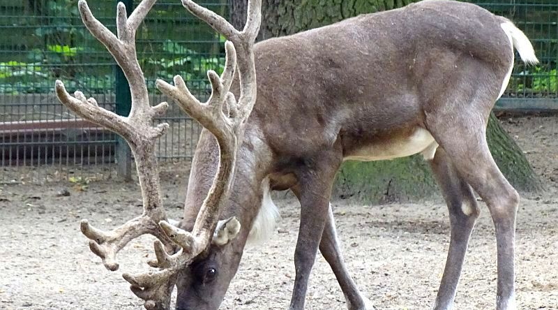 Europäisches Waldrentier - Aktuelles Tierpark Berlin und Zoo Berlin - Freunde Hauptstadtzoos - Förderverein