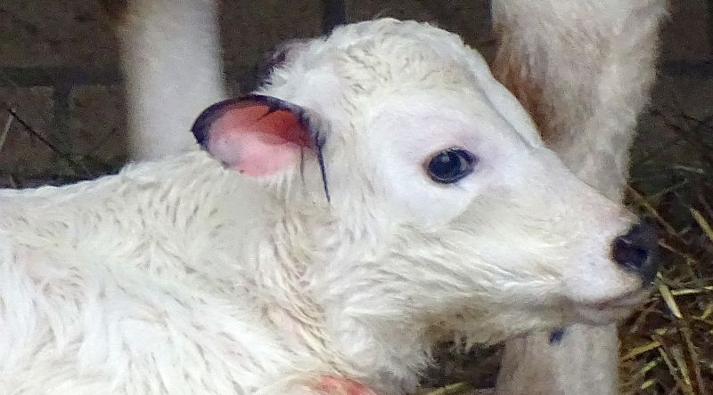 Kalb bei den Fjällrindern im Tierpark Berlin