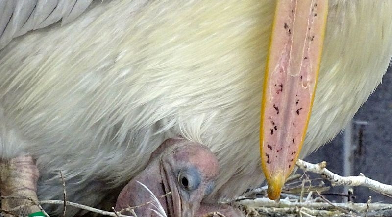 Fleckschnabelpelikan - Graupelikan - Philippinenpelikan - Aktuelles Tierpark Berlin und Zoo Berlin - Freunde Hauptstadtzoos - Förderverein