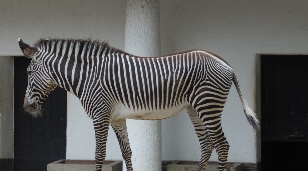 Grévyzebra - Zoo Berlin - Aktuelles - Freunde Hauptstadtzoos - Förderverein