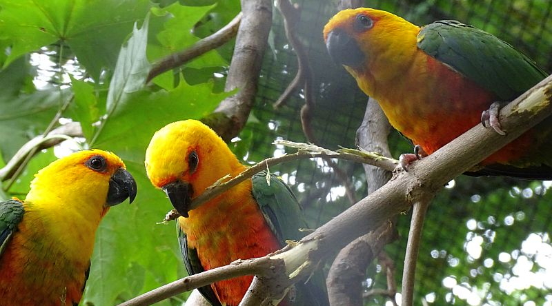 Jendayasittich - Aktuelles Tierpark Berlin und Zoo Berlin - Freunde Hauptstadtzoos - Förderverein