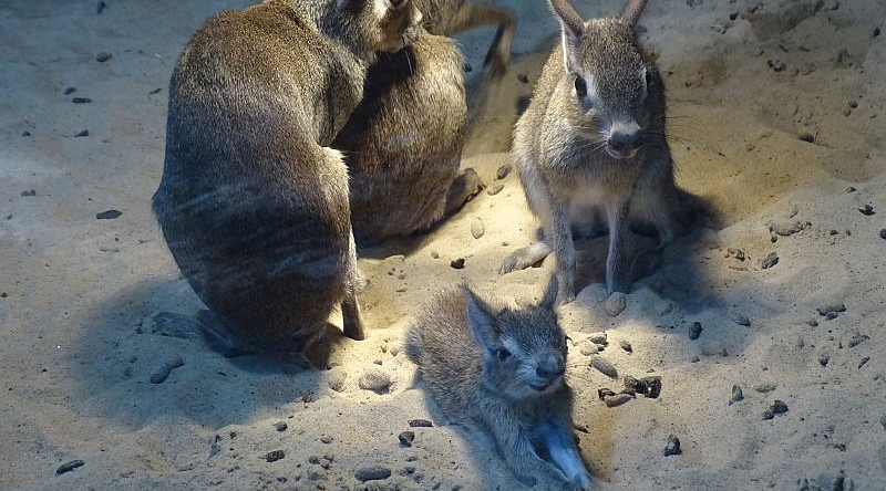 Kleiner Mara - Zwergmara - Kleiner Pampashase - Aktuelles Tierpark Berlin und Zoo Berlin - Freunde Hauptstadtzoos - Förderverein