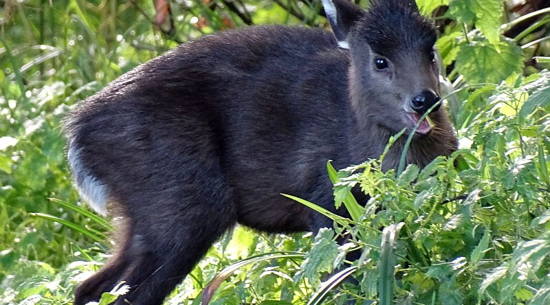 Ostchinesischer Schopfhirsch -  Aktuelles Tierpark Berlin und Zoo Berlin - Freunde Hauptstadtzoos - Förderverein