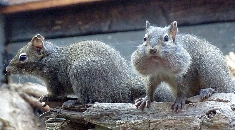 Pater-David-Felsenhörnchen - Aktuelles Tierpark Berlin und Zoo Berlin - Freunde Hauptstadtzoos - Förderverein