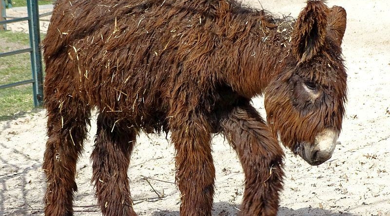 Poitou-Esel "Carina" hat den Tierpark Berlin verlassen - Aktuelles aus Zoo Berlin und Tierpark Berlin - Freunde Hauptstadtzoos