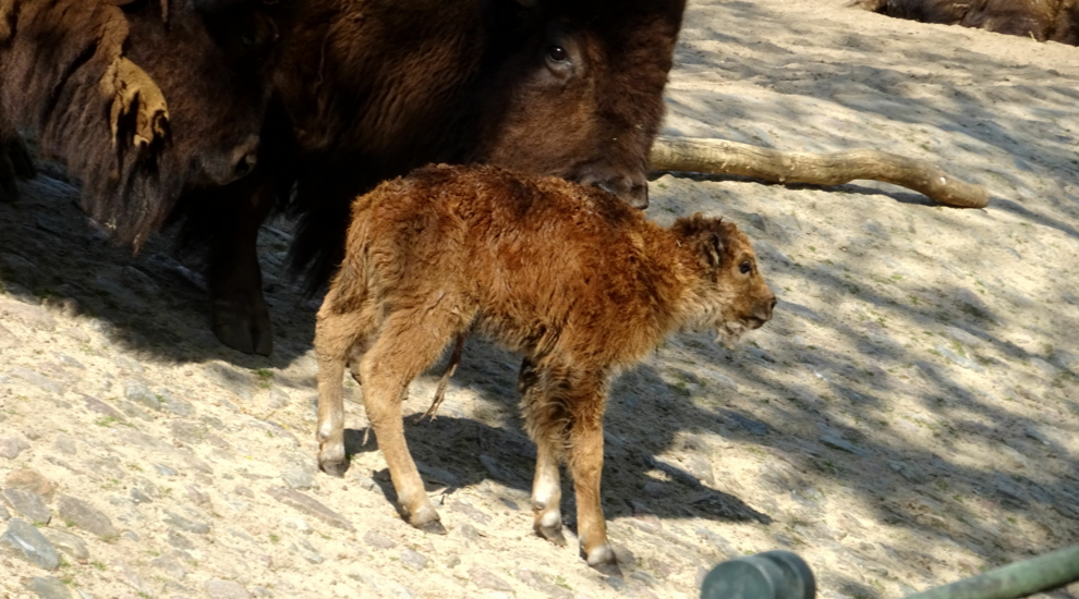 Präriebison - Jungtier - Zoo Berlin - Aktuelles - Freunde Hauptstadtzoos - Förderverein