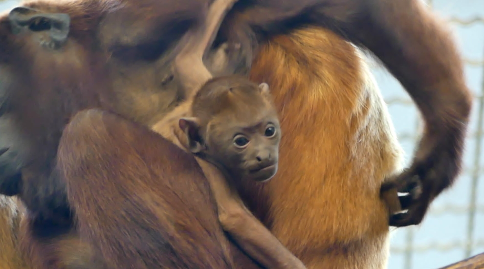 Roter Brüllaffe - Aktuelles Tierpark Berlin und Zoo Berlin - Freunde Hauptstadtzoos - Förderverein