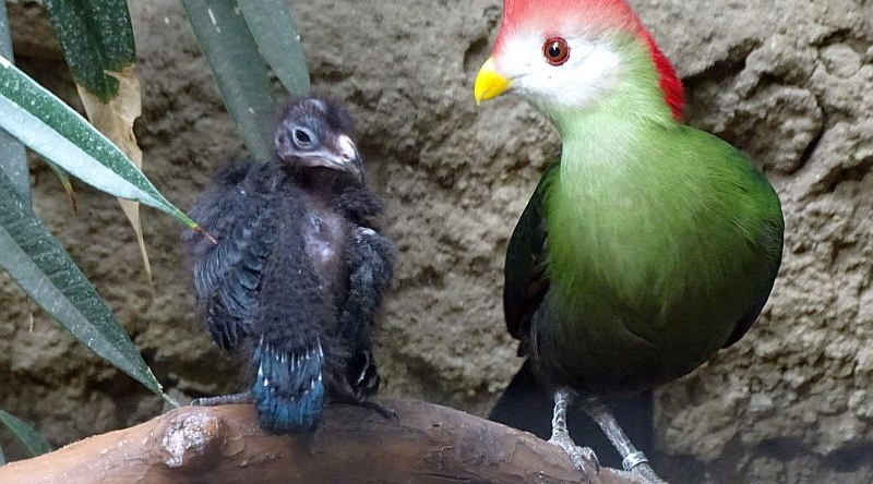 Rothaubenturako mit Küken im Zoo Berlin.