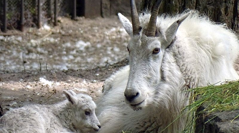 Schneeziege - Aktuelles aus Tierpark Berlin und Zoo Berlin - Freunde Hauptstadtzoos - Förderverein