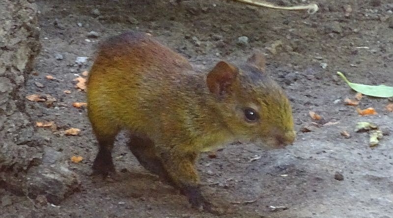 Schwarzrücken-Aguti - Aktuelles Tierpark Berlin und Zoo Berlin - Freunde Hauptstadtzoos - Förderverein