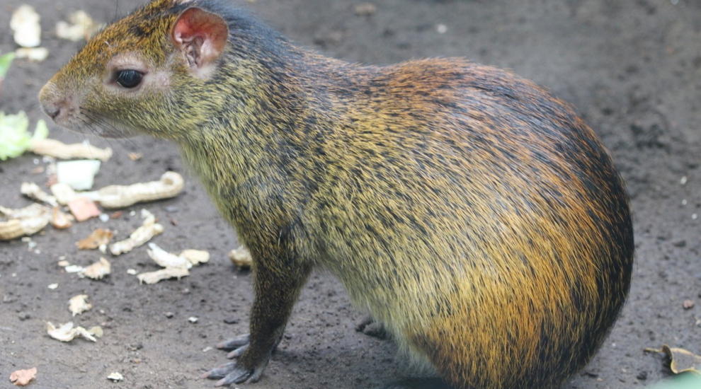 Schwarzrückenaguti - Aktuelles Tierpark Berlin und Zoo Berlin - Freunde Hauptstadtzoos - Förderverein