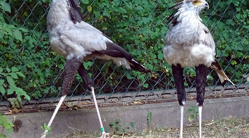 Sekretär - Aktuelles aus Tierpark Berlin und Zoo Berlin - Freunde Hauptstadtzoos - Förderverein